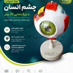مولاژ چشم انسان با 20 برابر اندازه طبیعی